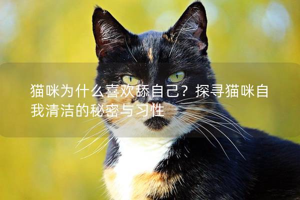 猫咪为什么喜欢舔自己？探寻猫咪自我清洁的秘密与习性