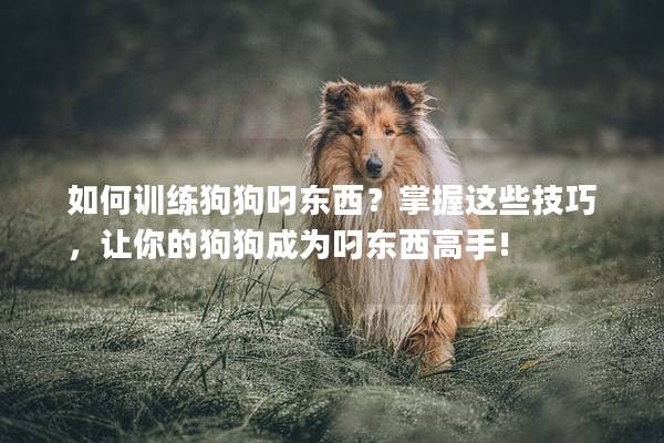 如何训练狗狗叼东西？掌握这些技巧，让你的狗狗成为叼东西高手!