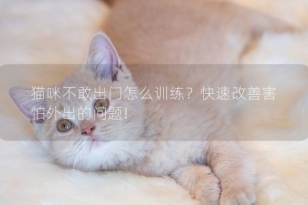 猫咪不敢出门怎么训练？快速改善害怕外出的问题!