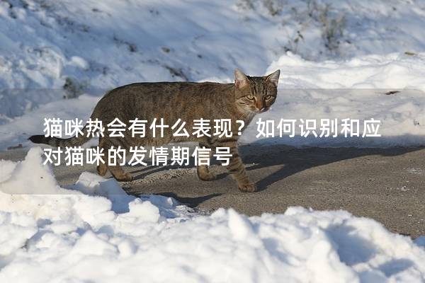 猫咪热会有什么表现？如何识别和应对猫咪的发情期信号