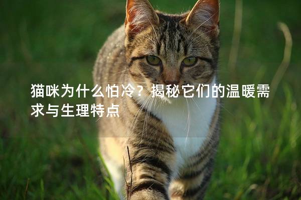 猫咪为什么怕冷？揭秘它们的温暖需求与生理特点