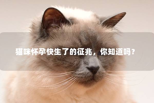 猫咪怀孕快生了的征兆，你知道吗？