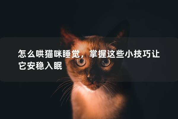 怎么哄猫咪睡觉，掌握这些小技巧让它安稳入眠