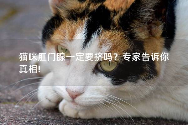 猫咪肛门腺一定要挤吗？专家告诉你真相!