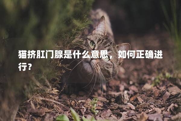 猫挤肛门腺是什么意思，如何正确进行？