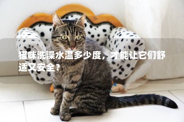 猫咪洗澡水温多少度，才能让它们舒适又安全？