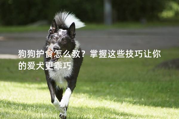 狗狗护食怎么教？掌握这些技巧让你的爱犬更乖巧