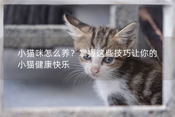 小猫咪怎么养？掌握这些技巧让你的小猫健康快乐