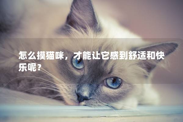 怎么摸猫咪，才能让它感到舒适和快乐呢？