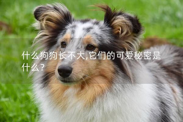 什么狗狗长不大,它们的可爱秘密是什么？