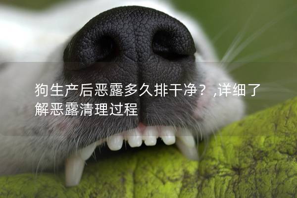 狗生产后恶露多久排干净？,详细了解恶露清理过程