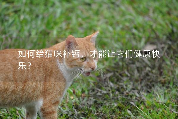 如何给猫咪补钙，才能让它们健康快乐？