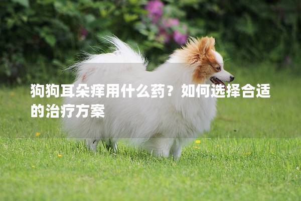 狗狗耳朵痒用什么药？如何选择合适的治疗方案