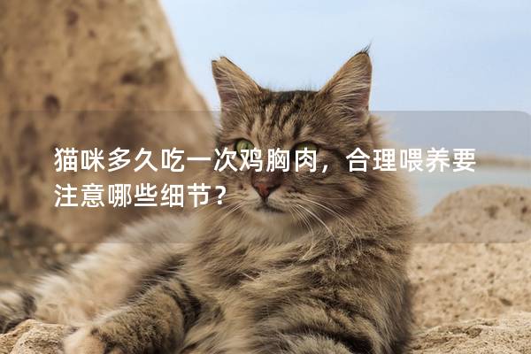 猫咪多久吃一次鸡胸肉，合理喂养要注意哪些细节？