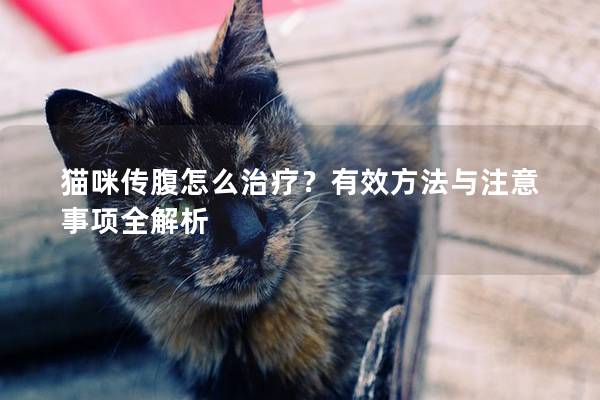 猫咪传腹怎么治疗？有效方法与注意事项全解析