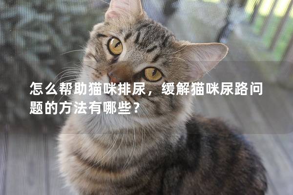 怎么帮助猫咪排尿，缓解猫咪尿路问题的方法有哪些？