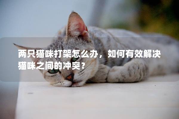 两只猫咪打架怎么办，如何有效解决猫咪之间的冲突？