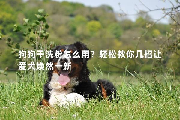 狗狗干洗粉怎么用？轻松教你几招让爱犬焕然一新