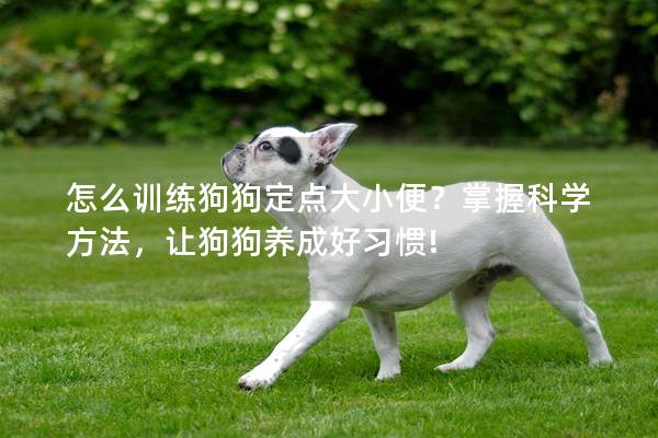 怎么训练狗狗定点大小便？掌握科学方法，让狗狗养成好习惯!