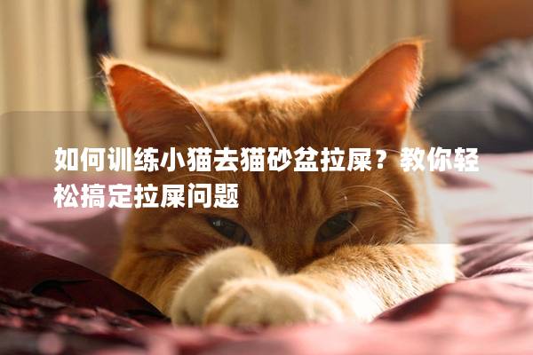 如何训练小猫去猫砂盆拉屎？教你轻松搞定拉屎问题