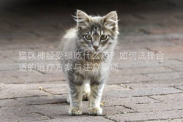 猫咪神经受损吃什么药？如何选择合适的治疗方案与注意事项