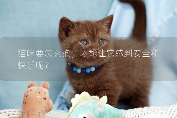 猫咪要怎么抱，才能让它感到安全和快乐呢？