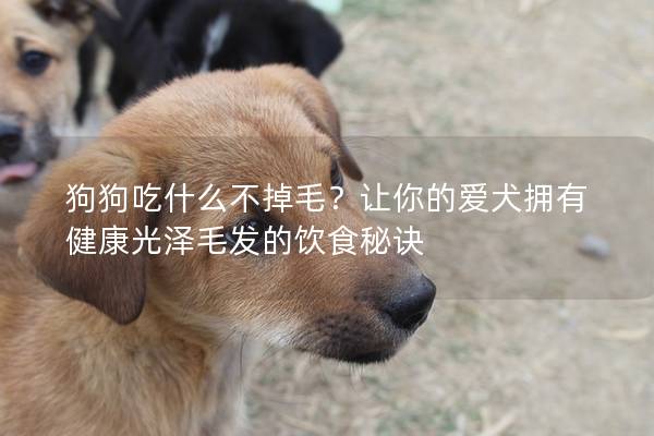 狗狗吃什么不掉毛？让你的爱犬拥有健康光泽毛发的饮食秘诀