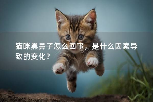 猫咪黑鼻子怎么回事，是什么因素导致的变化？