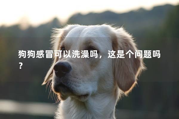 狗狗感冒可以洗澡吗，这是个问题吗？