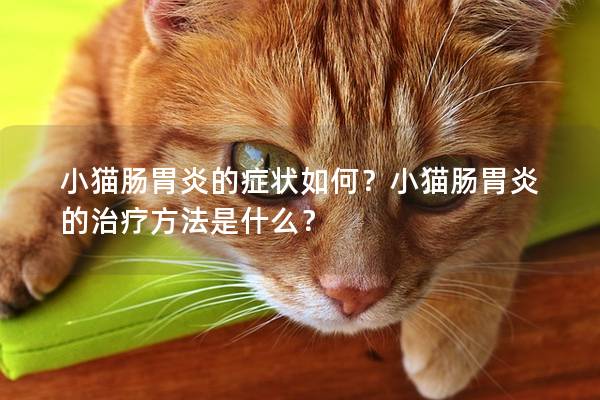 小猫肠胃炎的症状如何？小猫肠胃炎的治疗方法是什么？