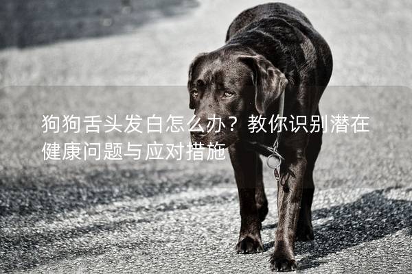 狗狗舌头发白怎么办？教你识别潜在健康问题与应对措施