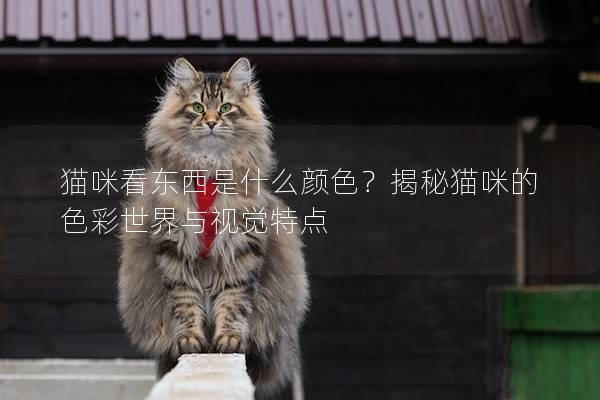 猫咪看东西是什么颜色？揭秘猫咪的色彩世界与视觉特点