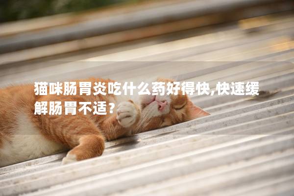 猫咪肠胃炎吃什么药好得快,快速缓解肠胃不适？