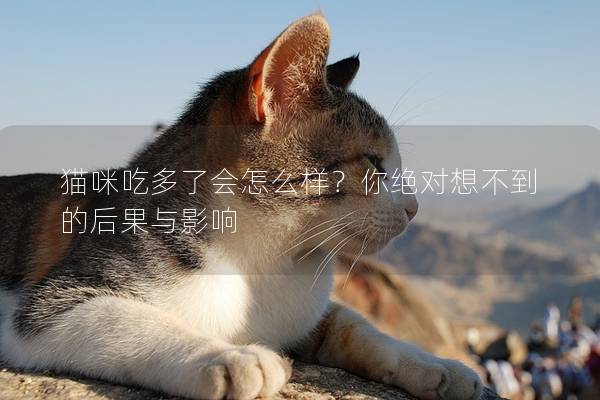 猫咪吃多了会怎么样？你绝对想不到的后果与影响