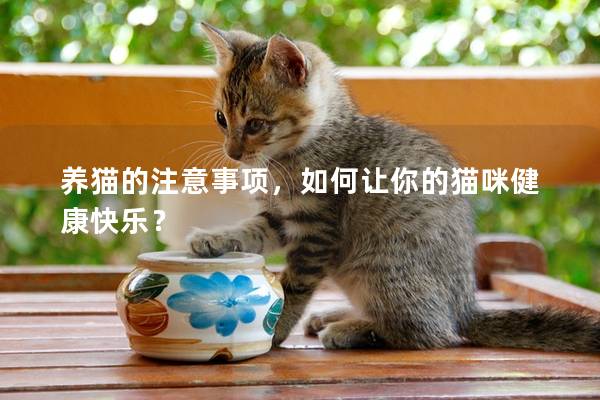 养猫的注意事项，如何让你的猫咪健康快乐？