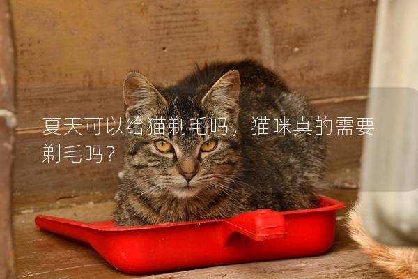 夏天可以给猫剃毛吗，猫咪真的需要剃毛吗？