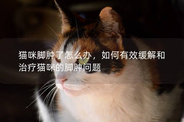 猫咪脚肿了怎么办，如何有效缓解和治疗猫咪的脚肿问题