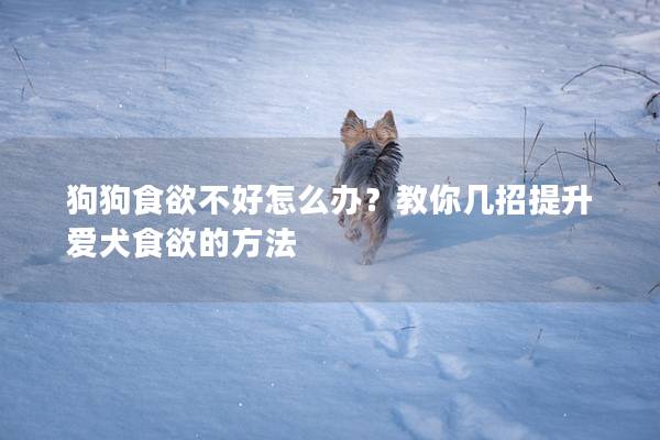 狗狗食欲不好怎么办？教你几招提升爱犬食欲的方法