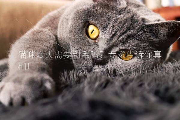 猫咪夏天需要剃毛吗？专家告诉你真相!