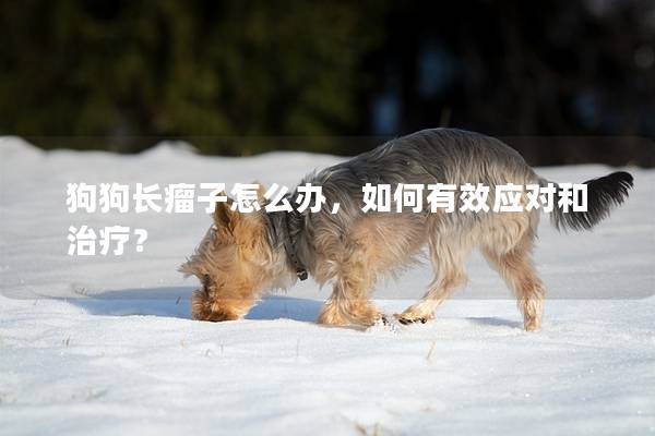 狗狗长瘤子怎么办，如何有效应对和治疗？