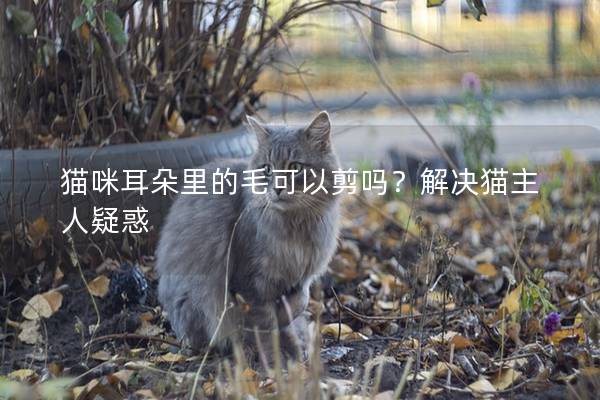 猫咪耳朵里的毛可以剪吗？解决猫主人疑惑