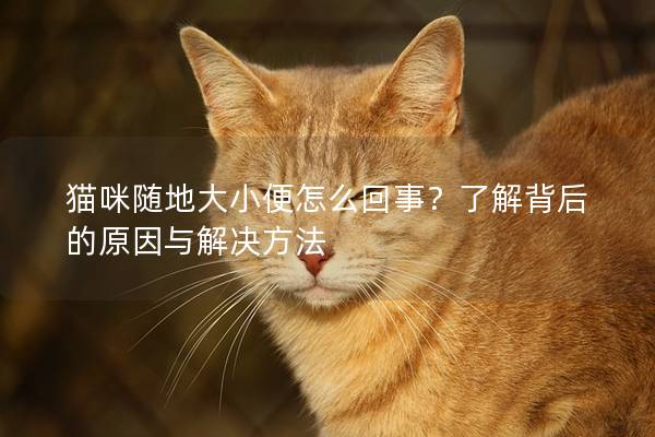 猫咪随地大小便怎么回事？了解背后的原因与解决方法