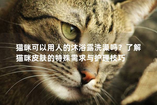 猫咪可以用人的沐浴露洗澡吗？了解猫咪皮肤的特殊需求与护理技巧