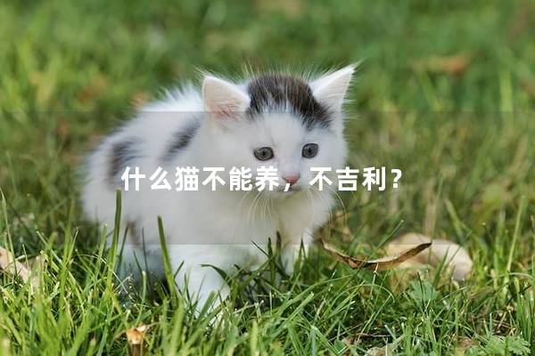 什么猫不能养，不吉利？