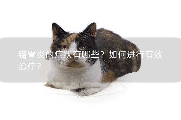 猫胃炎的症状有哪些？如何进行有效治疗？