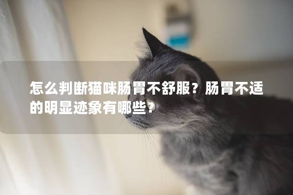 怎么判断猫咪肠胃不舒服？肠胃不适的明显迹象有哪些？