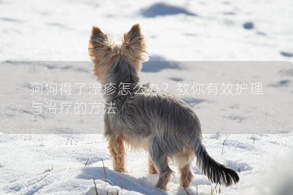 狗狗得了湿疹怎么办？教你有效护理与治疗的方法