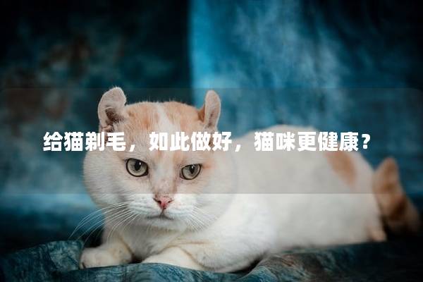 给猫剃毛，如此做好，猫咪更健康？