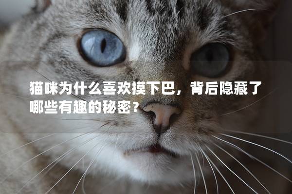 猫咪为什么喜欢摸下巴，背后隐藏了哪些有趣的秘密？