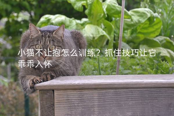 小猫不让抱怎么训练？抓住技巧让它乖乖入怀